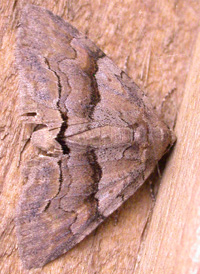 Gray-banded Zale